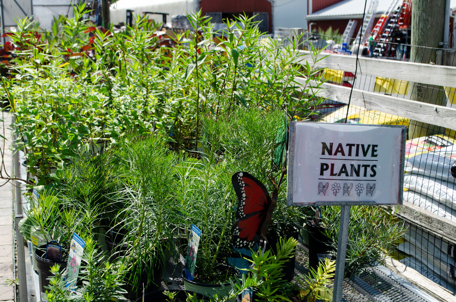 A table of native perrenials on display at Agway.